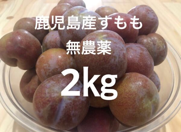 鹿児島産すもも 2㎏ 無農薬 農薬不使用 プラム