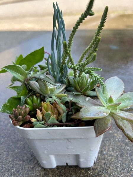 多肉植物 寄せ植え用 カット苗(6月4日カットして植え込み)10種以上
