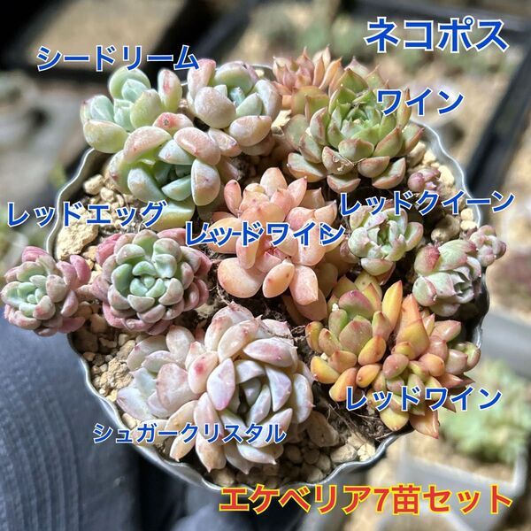エケベリア 7苗セット 多肉植物 抜き苗