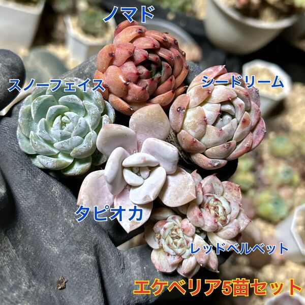 エケベリア 5苗セット 多肉植物