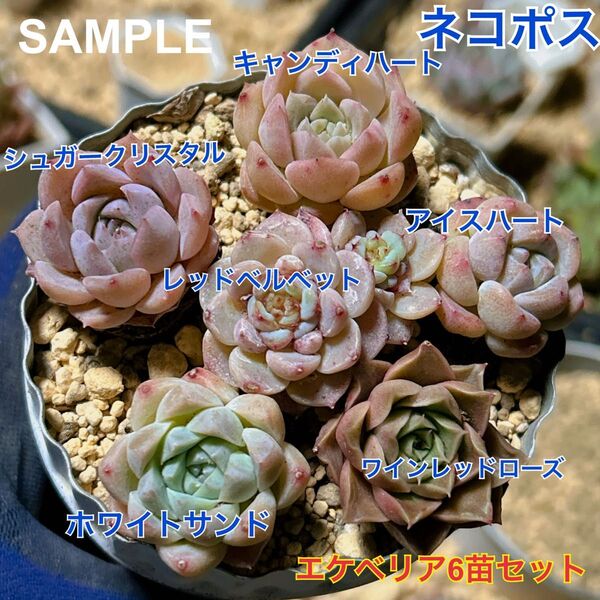 エケベリア 6苗セット 抜き苗 多肉植物