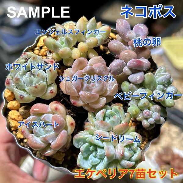 エケベリア お買得7苗セット 抜き苗 多肉植物