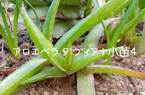 農薬不使用 アロエベラダヴィアナ小苗4つ