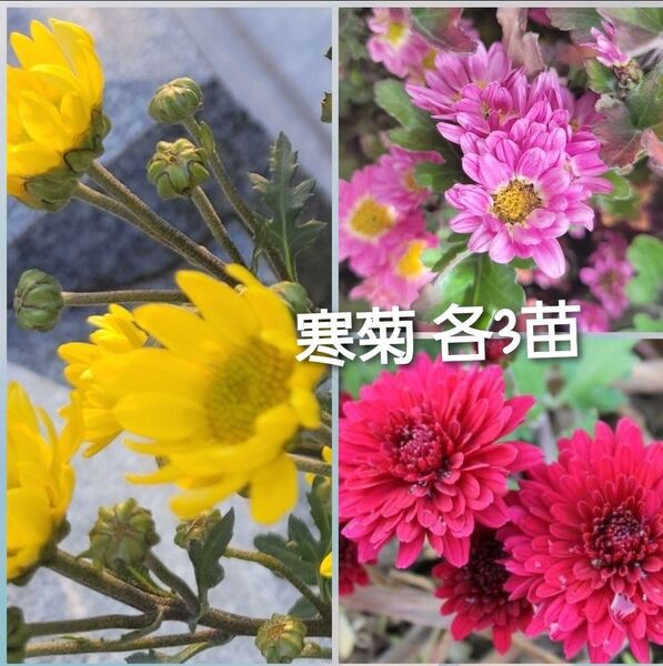 寒菊 各3苗 計9苗