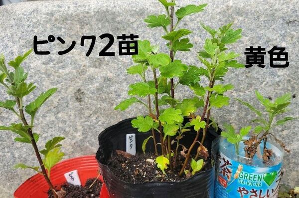寒菊 ピンク2苗 黄色1苗