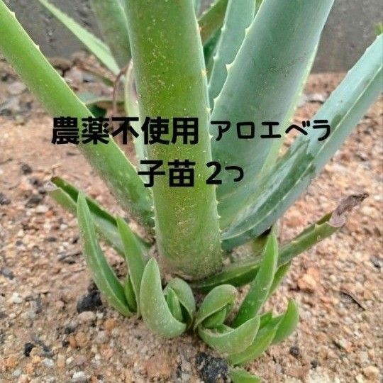 農薬不使用 アロエベラ 小苗2