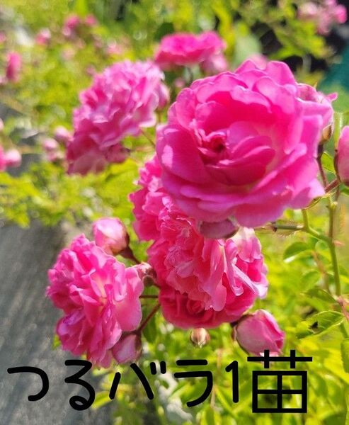 つるバラ苗