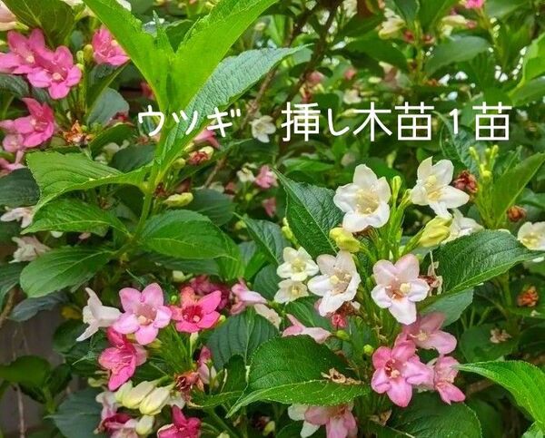 ウツギ 挿し木苗1 紫陽花