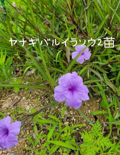 ヤナギバルイラソウ2苗