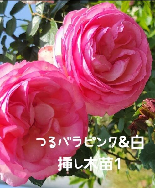 つるバラ 薔薇 ピンク白 挿し木苗1苗