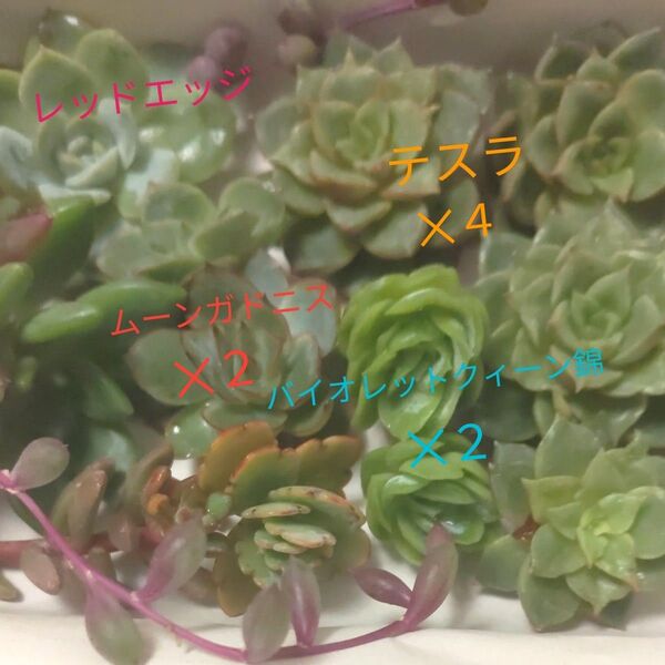 多肉植物詰め合わせ 11品種 Mix♪お得!! エケベリアなど韓国苗 寄せ植えに♪ 繁殖用にも!!