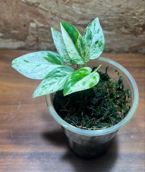 エピプレムナムピナツムマーブル epipremunumpinnatummarble【観葉植物 ちょい珍】S-95