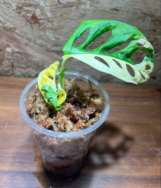 マドカズラ 斑入り 【観葉植物 モンステラ アンダーソニー】S-120