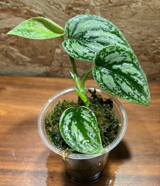 スキンダプサス トリカラー ダークフォーム Scindapsus Tricolor Darkform S-77
