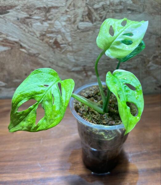 マドカズラ 斑入り【観葉植物 モンステラ アダンソニー】S-90