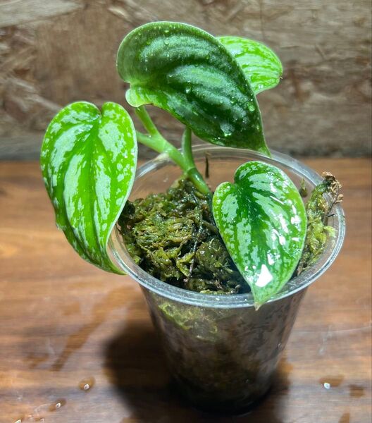 スキンダプサス トリカラー ダークフォーム Scindapsus Tricolor Darkform S-87