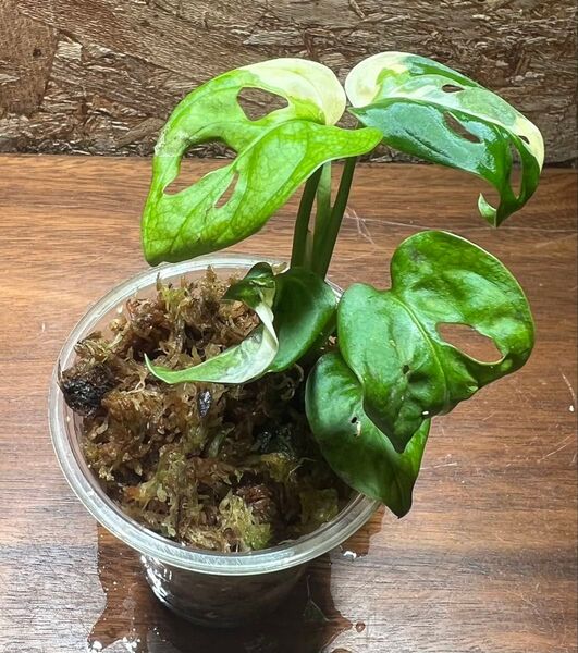 マドカズラ 斑入り 【観葉植物 アンダーソニー モンステラ】S-129