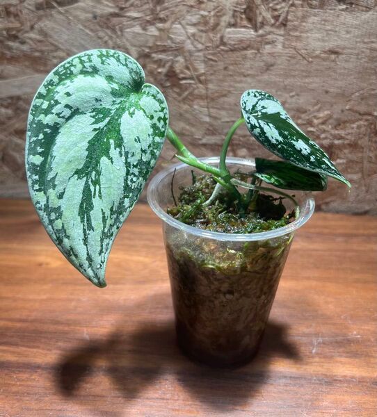スキンダプサス トリカラー ダークフォーム Scindapsus Tricolor Darkform S-91