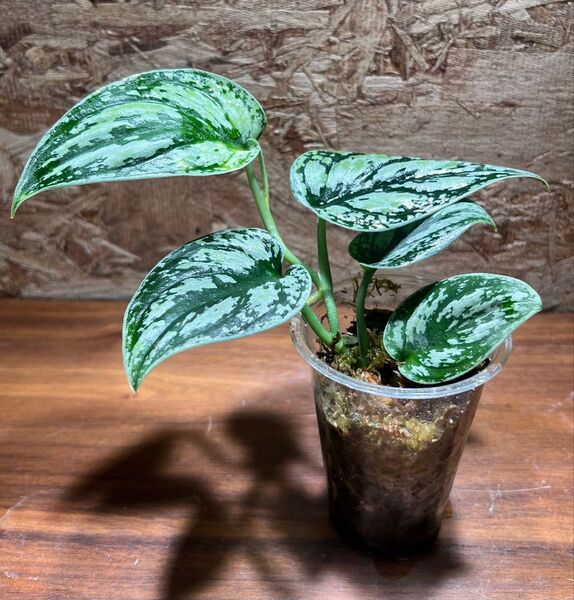 スキンダプサス トリカラー ダークフォーム Scindapsus Tricolor Darkform S-99
