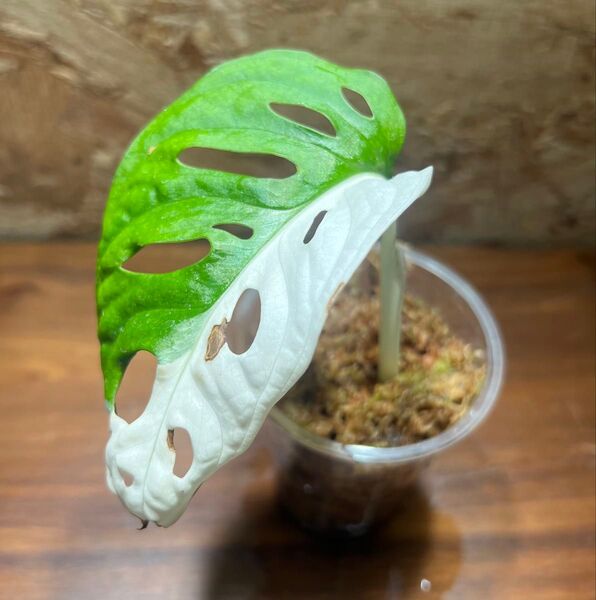 マドカズラ 斑入り 【観葉植物 モンステラ アンダーソニー】S-121