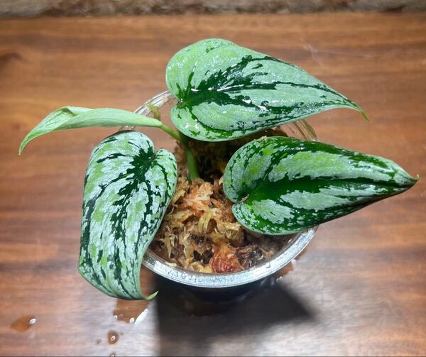 スキンダプサス トリカラー ダークフォーム Scindapsus Tricolor Darkform S-109