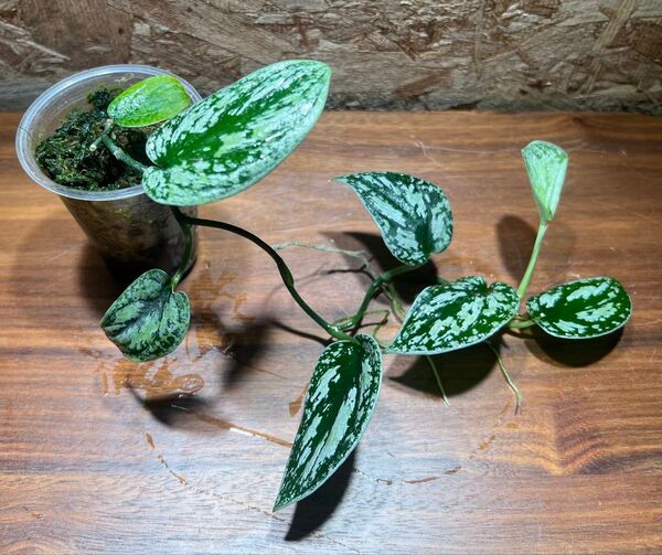 スキンダプサス トリカラー ダークフォーム Scindapsus tricolor Dark Form S-31