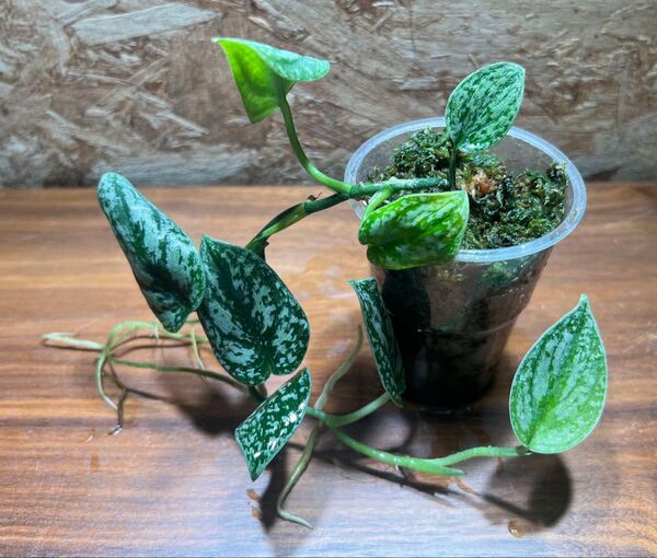 スキンダプサス トリカラー ダークフォーム Scindapsus Tricolor DarkForm S-73