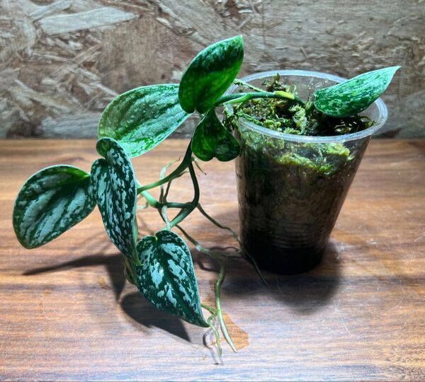 スキンダプサス トリカラー ダークフォーム Scindapsus Tricolor DarkForm S-54