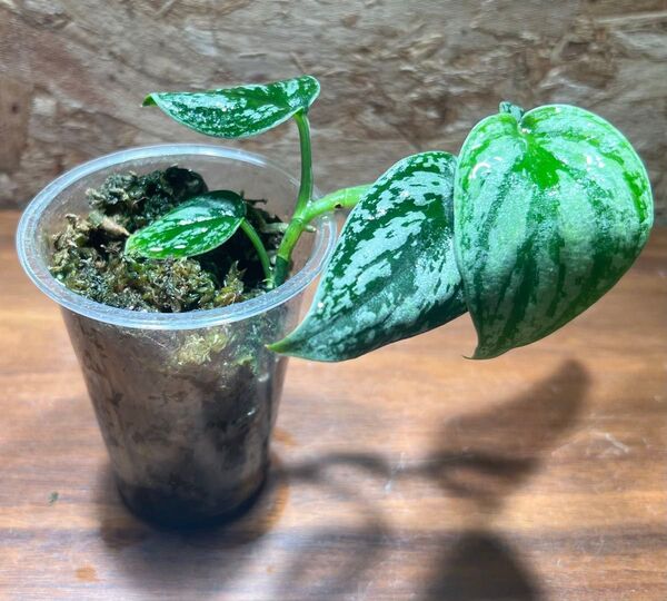 スキンダプサス トリカラー ダークフォーム Scindapsus Tricolor Darkform S-78