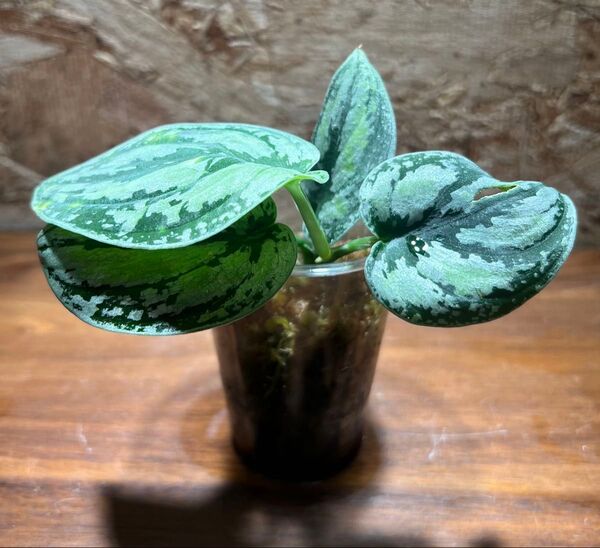 スキンダプサス トリカラー ダークフォーム Scindapsus Tricolor Darkform S-98