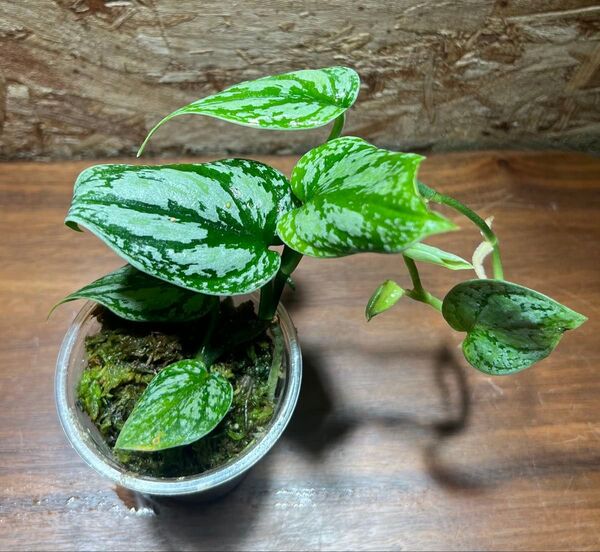 スキンダプサス トリカラー ダークフォーム Scindapsus Tricolor Darkform S-106