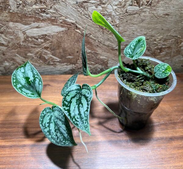スキンダプサス トリカラー ダークフォーム Scindapsus Tricolor Darkform S-62