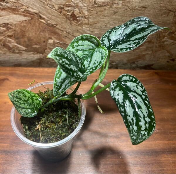 スキンダプサス トリカラー ダークフォーム Scindapsus tricolor Dark Form S-53
