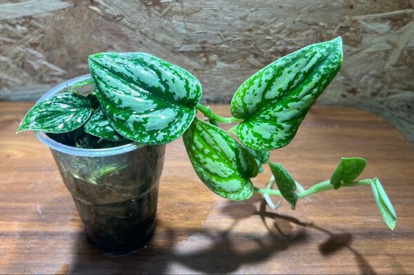 スキンダプサス トリカラー ダークフォーム Scindapsus Tricolor Darkform S-81