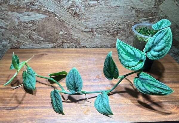 スキンダプサス トリカラー ダークフォーム Scindapsus Tricolor Dark form S-97