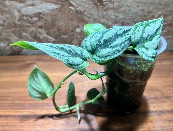 スキンダプサス トリカラー ダークフォーム Scindapsus Tricolor Darkform S-79