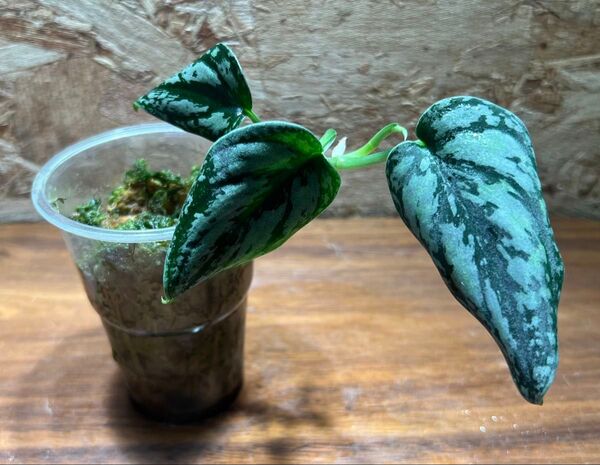 スキンダプサス トリカラー ダークフォーム Scindapsus Tricolor Darkform S-52