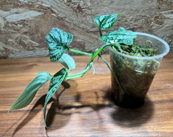スキンダプサス トリカラー ダークフォーム Scindapsus tricolor Dark form S-61