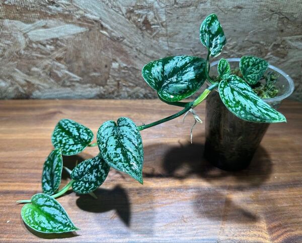 スキンダプサス トリカラー ダークフォーム Scindapsus Tricolor Darkform S-71