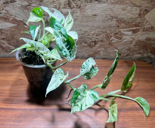 エピプレナヌム ピナツム マーブル epipremunum pinnatum marble 【観葉植物 ちょい珍】S-94