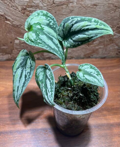 スキンダプサス トリカラー ダークフォーム Scindapsus Tricolor Darkform S-86