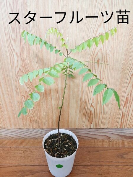スターフルーツ ゴレンシ 実生 ポット苗 熱帯果樹 果樹 農家直送