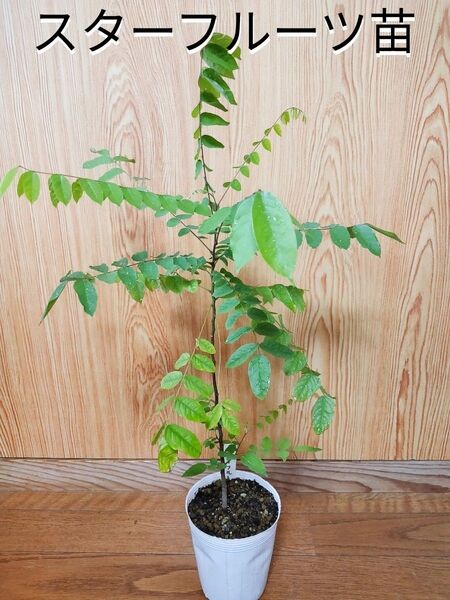 スターフルーツ ゴレンシ 実生 ポット苗 熱帯果樹 果樹 農家直送