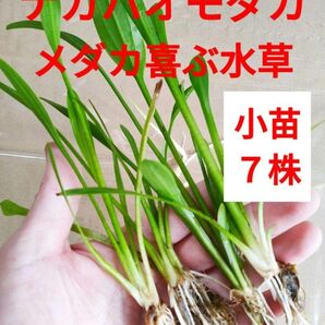 メダカが喜ぶ水草 ナガバオモダカ メダカ アクアリウム ビオトープ 抽水植物
