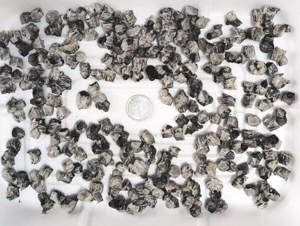 黒鯛 落とし込み用塩漬け “小粒単体”フジツボ100個 と 塩漬けカニ50匹