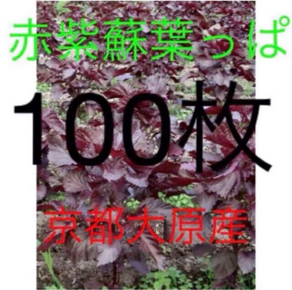 赤紫蘇 葉