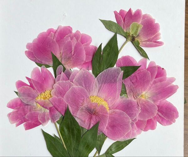 シャクヤクの花5りん〜押し花素材