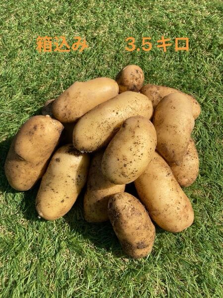 じゃがいも メークイン 熊本県産 箱込み3.5キロ