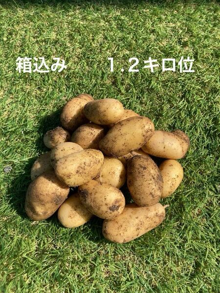 じゃがいも メークイン 熊本県産 箱込み1.2キロ位 訳あり