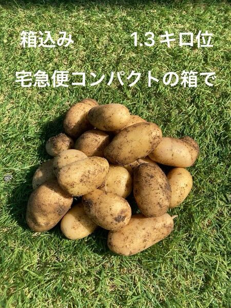 じゃがいも メークイン 熊本県産 箱込み1.3キロ位